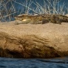 Krokodyl bahenni - Crocodylus palustris - Mugger Swamp Crocodile o0995